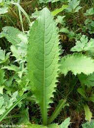 Attēlu rezultāti vaicājumam “Cirsium oleraceum leaf”