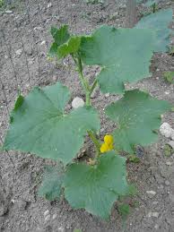 Attēlu rezultāti vaicājumam “Cucurbita pepo”