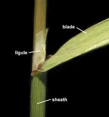 Attēlu rezultāti vaicājumam “Agrostis canina leaf”