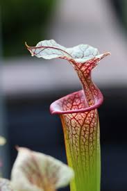 Image result for selvatici tehron