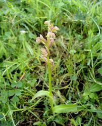 Attēlu rezultāti vaicājumam “Coeloglossum viride flower”
