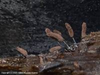 Attēlu rezultāti vaicājumam “Stemonitopsis aequalis var. microspora spores”