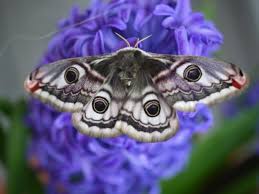 Attēlu rezultāti vaicājumam “Saturnia pavonia female”