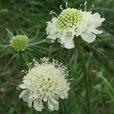 Attēlu rezultāti vaicājumam “Scabiosa ochroleuca”