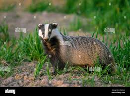 Attēlu rezultāti vaicājumam “Meles meles”