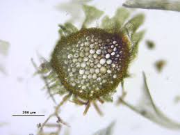 Attēlu rezultāti vaicājumam “Palustriella”