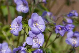 Attēlu rezultāti vaicājumam “Polemonium caeruleum flower”