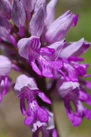 Attēlu rezultāti vaicājumam “Orchis militaris leaf”