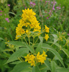 Attēlu rezultāti vaicājumam “Lysimachia vulgaris”