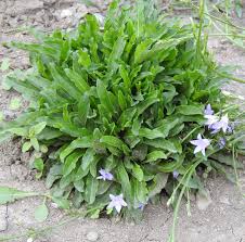 Image result for Campanula rapunculus