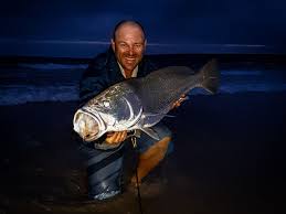 Image result for Argyrosomus coronus