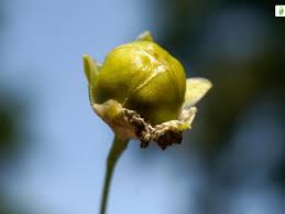 Attēlu rezultāti vaicājumam “Gypsophila fastigiata bud”