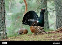 Attēlu rezultāti vaicājumam “Tetrao urogallus male”