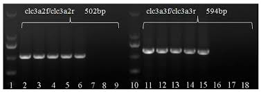 Attēlu rezultāti vaicājumam “Melampsora magnusiana”