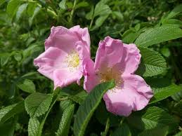 Attēlu rezultāti vaicājumam “Rosa villosa”