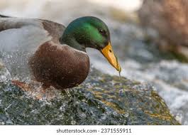 Attēlu rezultāti vaicājumam “Anas platyrhynchos male”