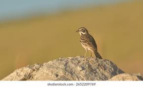 Image result for Chondestes grammacus