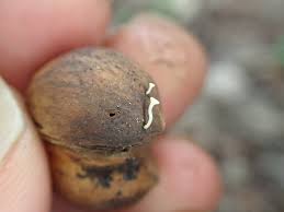 Attēlu rezultāti vaicājumam “Hymenoscyphus fructigenus var. coryli”