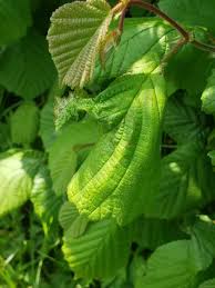 Attēlu rezultāti vaicājumam “Hedya nubiferana”