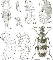 Attēlu rezultāti vaicājumam “Meloe sp. larva”