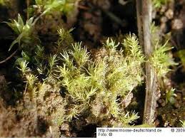 Attēlu rezultāti vaicājumam “Dicranella staphylina”