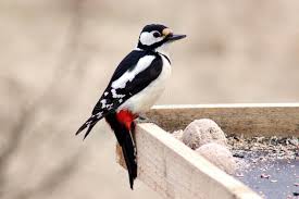 Attēlu rezultāti vaicājumam “Dendrocopos major female”