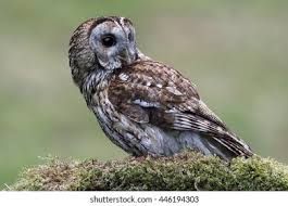 Image result for Strix aluco