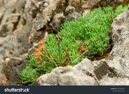 Attēlu rezultāti vaicājumam “Sedum pallidum leaf”