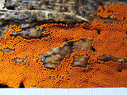 Attēlu rezultāti vaicājumam “Nectria peziza”