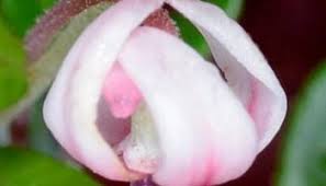 Attēlu rezultāti vaicājumam “Oxycoccus microcarpus leaf”