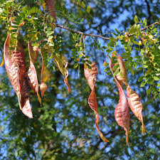 Attēlu rezultāti vaicājumam “Gleditsia triacanthos fruit”