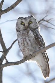 Image result for Aegolius funereus