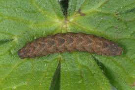 Attēlu rezultāti vaicājumam “Herminia tarsicrinalis”