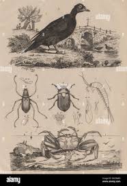 Attēlu rezultāti vaicājumam “Machilidae”