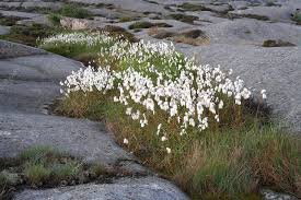 Attēlu rezultāti vaicājumam “Eriophorum angustifolium flower”