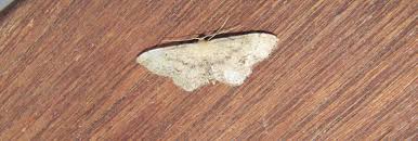 Attēlu rezultāti vaicājumam “Idaea dimidiata”