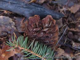 Attēlu rezultāti vaicājumam “Pucciniastrum areolatum”