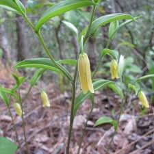 Attēlu rezultāti vaicājumam “Colchicaceae”