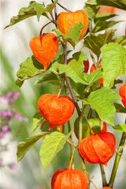 Image result for Lampionblume