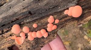 Attēlu rezultāti vaicājumam “Lycogala sp.”