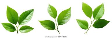 Attēlu rezultāti vaicājumam “leaf”