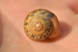 Attēlu rezultāti vaicājumam “Fruticola fruticum”