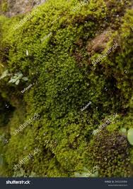 Attēlu rezultāti vaicājumam “Dicranales”