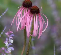 Attēlu rezultāti vaicājumam “Calamagrostis purpurea flower”