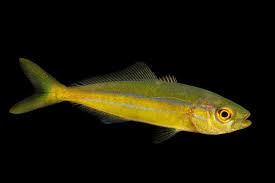 Image result for Elagatis bipinnulata