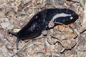 Attēlu rezultāti vaicājumam “Limax cinereoniger”