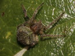 Attēlu rezultāti vaicājumam “Gibbaranea gibbosa”