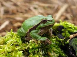 Attēlu rezultāti vaicājumam “Hyla arborea adult”