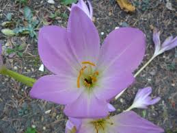 Attēlu rezultāti vaicājumam “Colchicaceae”