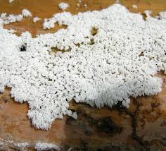 Attēlu rezultāti vaicājumam “Ceratiomyxa fruticulosa spores”